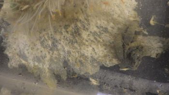 Media type: image;   Invertebrate Zoology 153512 Description: live specimen;